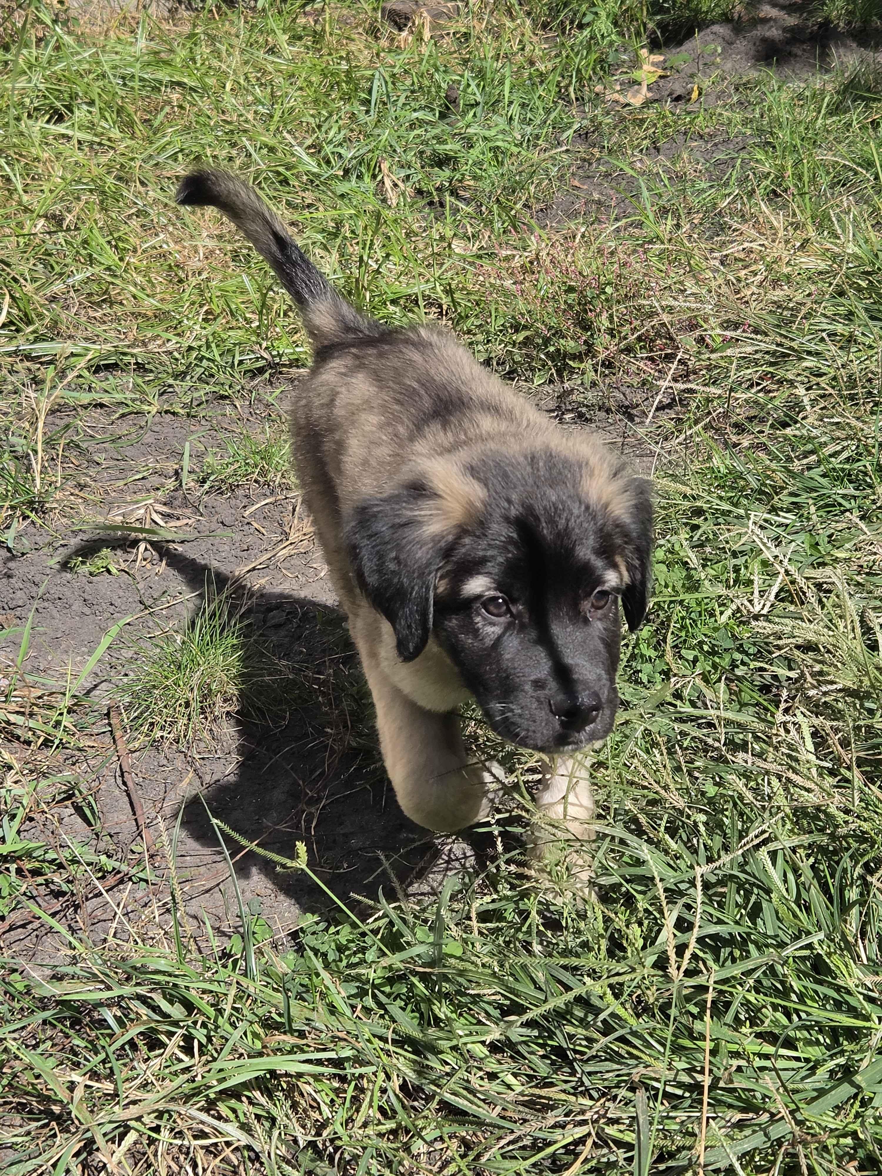 Enlarge Godfrey, a Adopted mixed breed in Tinley Park, IL image 4/6