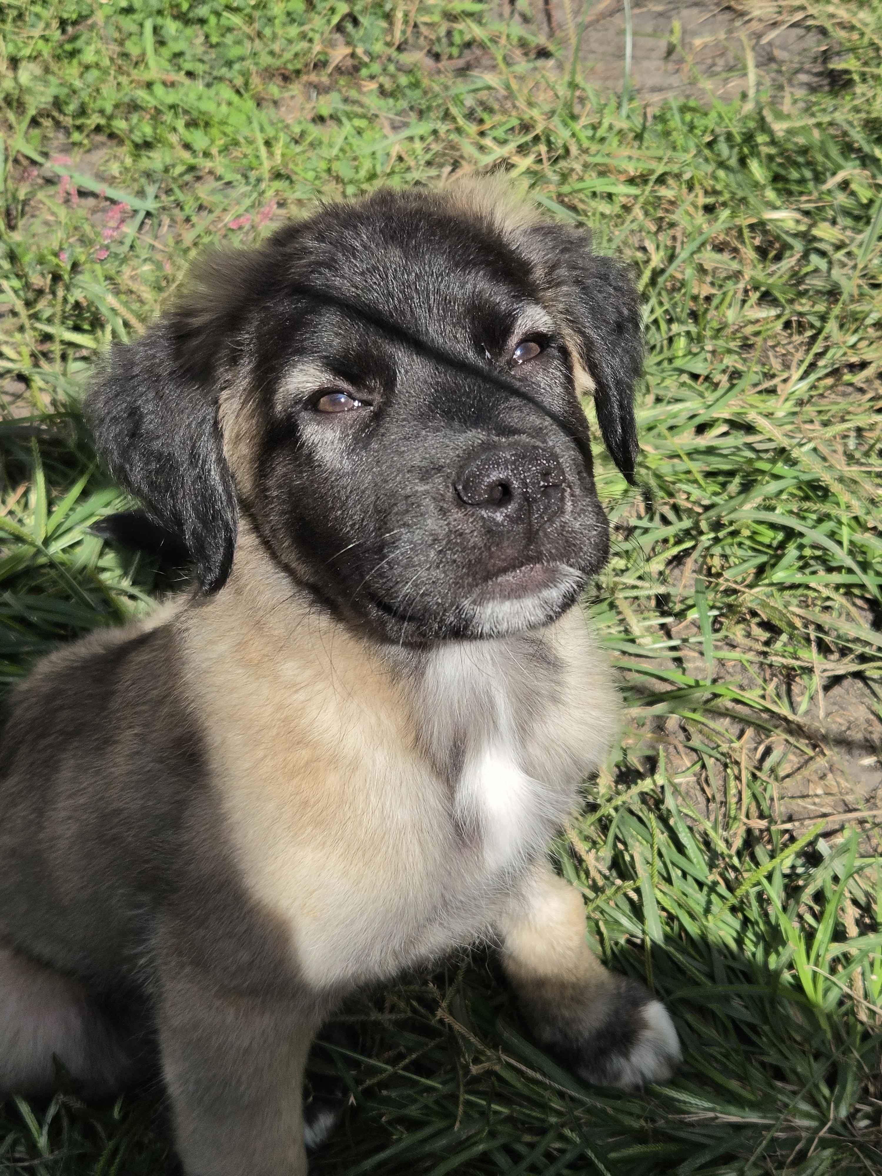 Enlarge Godfrey, a Adopted mixed breed in Tinley Park, IL image 5/6