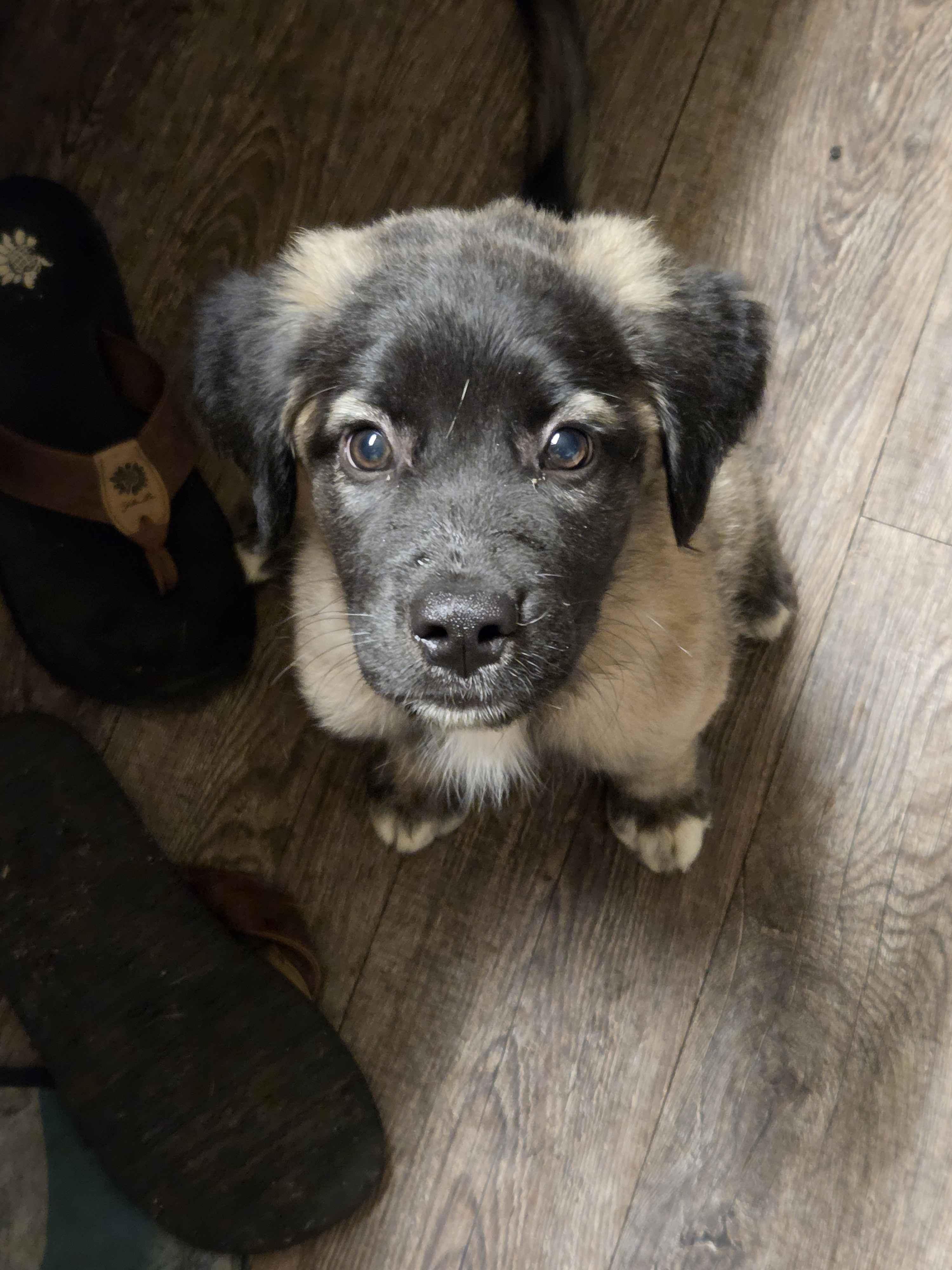 Enlarge Godfrey, a Adopted mixed breed in Tinley Park, IL image 1/6