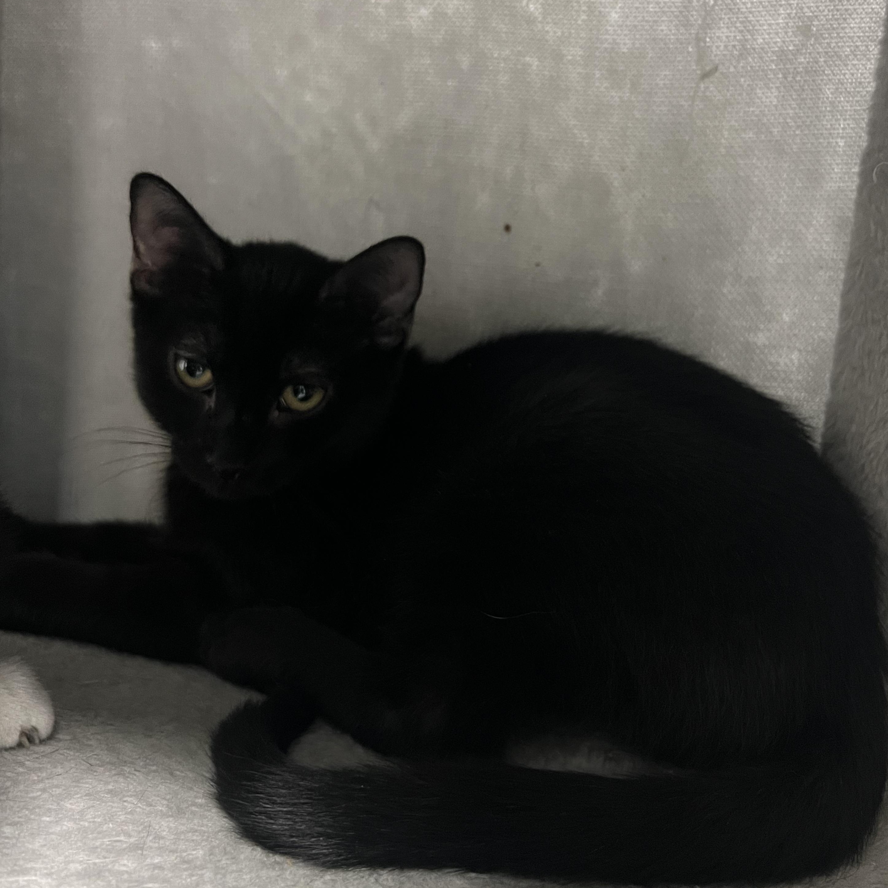 Zoa, a Adoptable Domestic Short Hair in Mount Pleasant, MI image 3/4