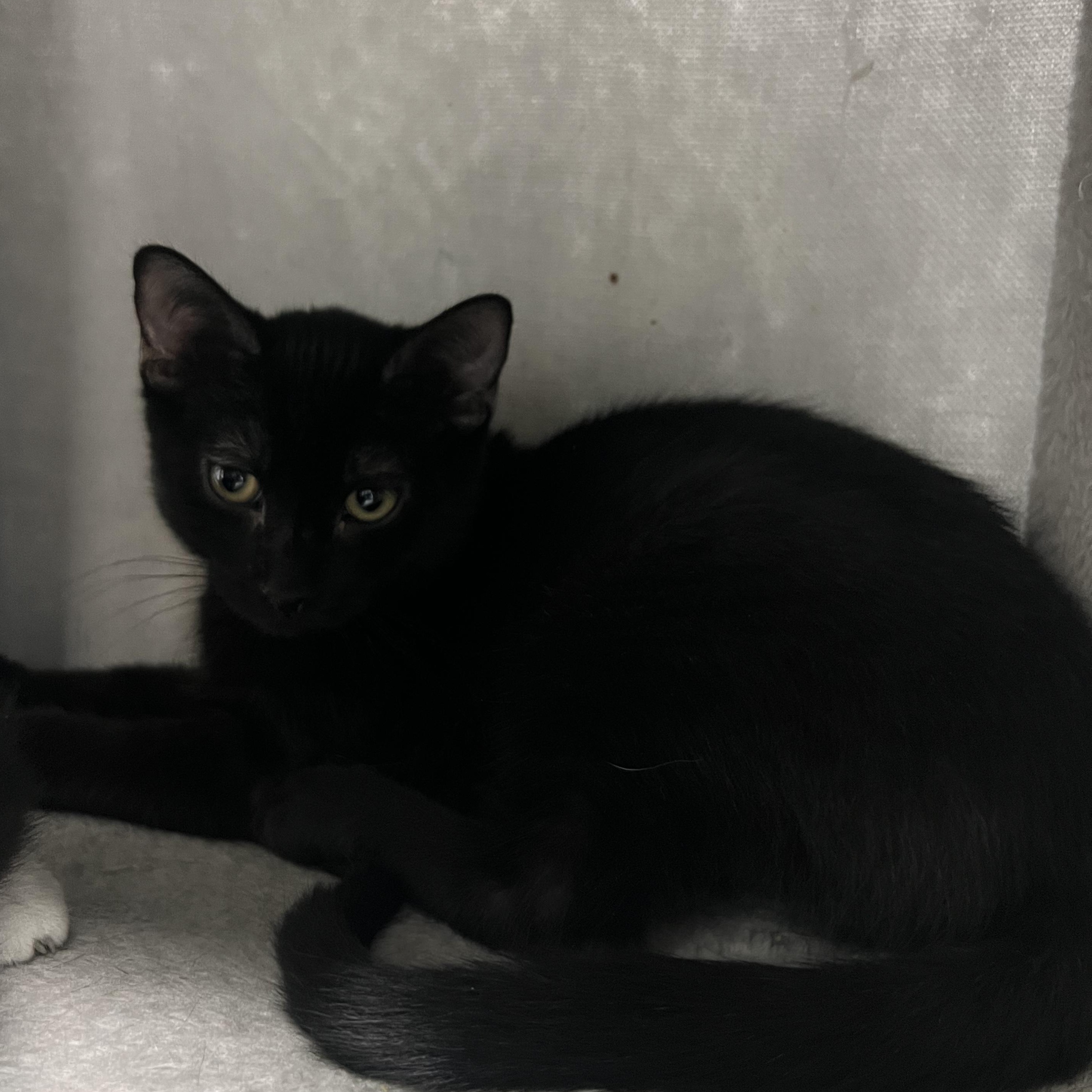 Zoa, a Adoptable Domestic Short Hair in Mount Pleasant, MI image 4/4