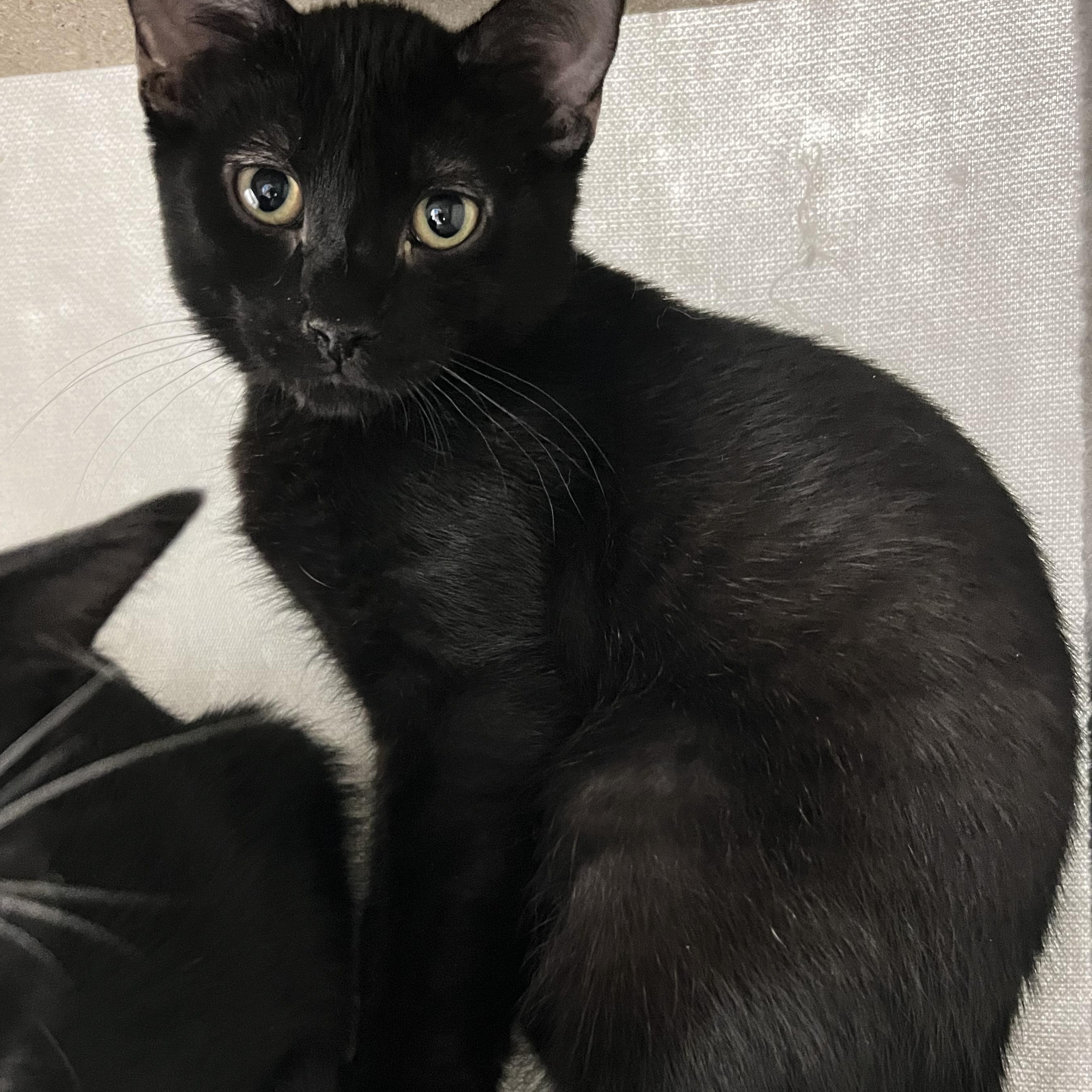 Zoa, a Adoptable Domestic Short Hair in Mount Pleasant, MI image 1/4