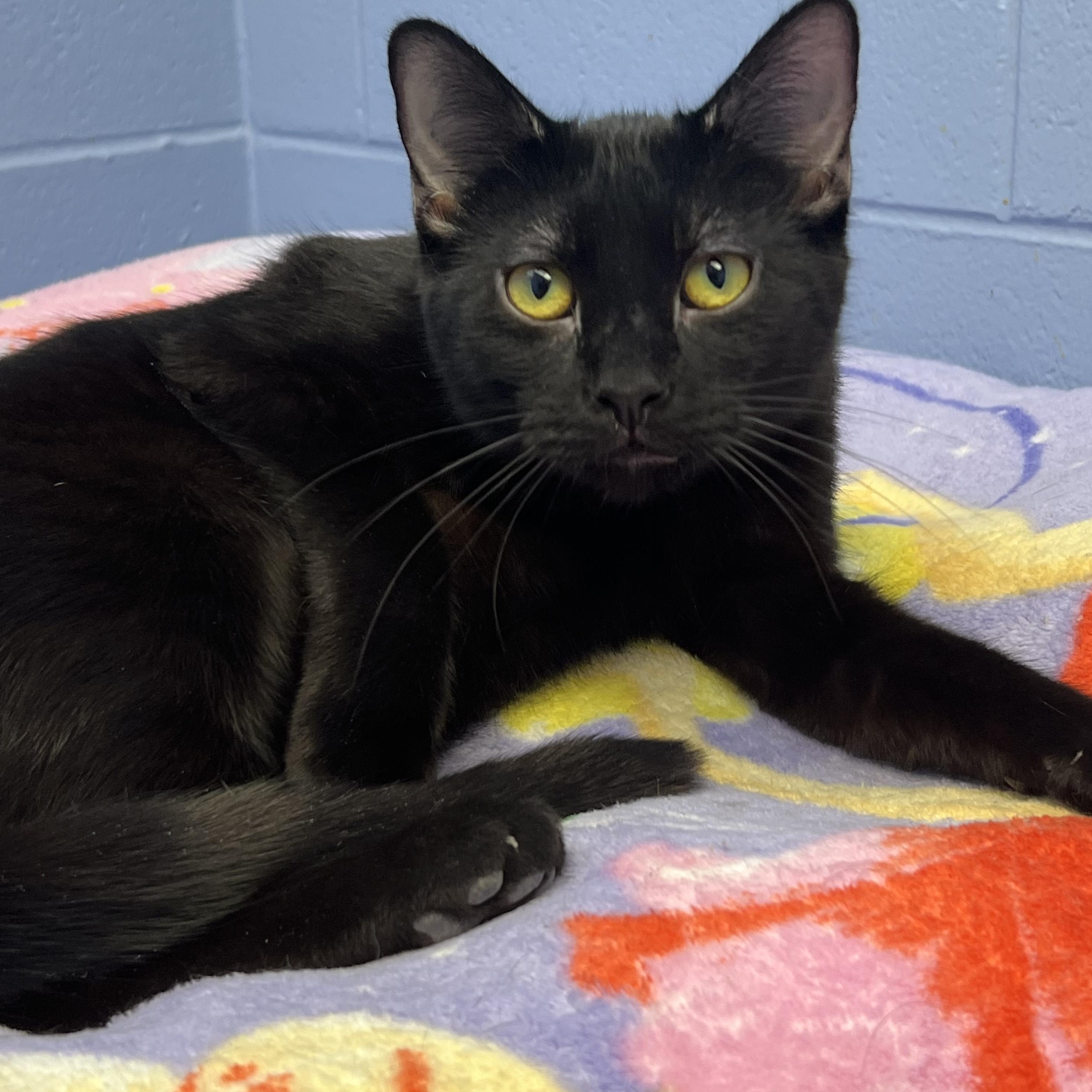 Zoa, Adoptable, Kitten Male Domestic Short Hair.