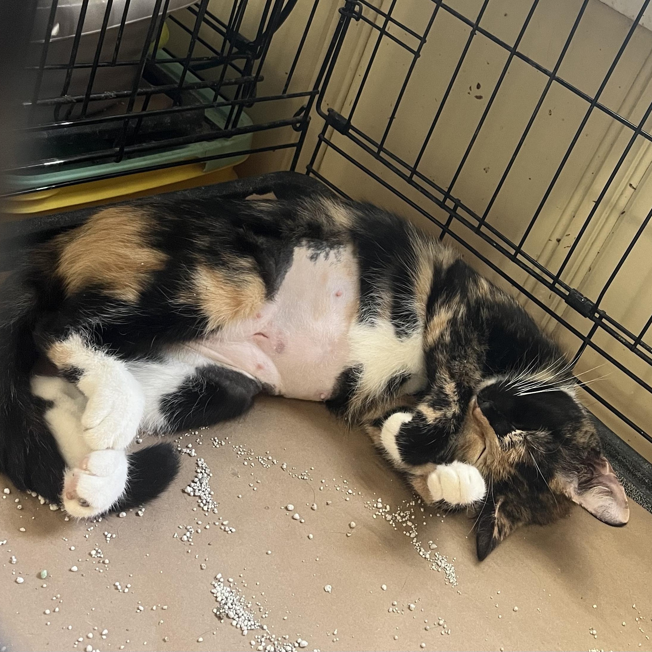 Enlarge Dahlia, a Adopted Domestic Short Hair in Hammond, LA image 3/5
