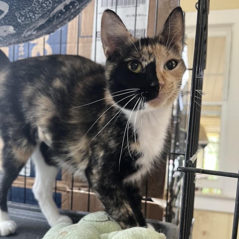 Enlarge Dahlia, a Adopted Domestic Short Hair in Hammond, LA image 2/5