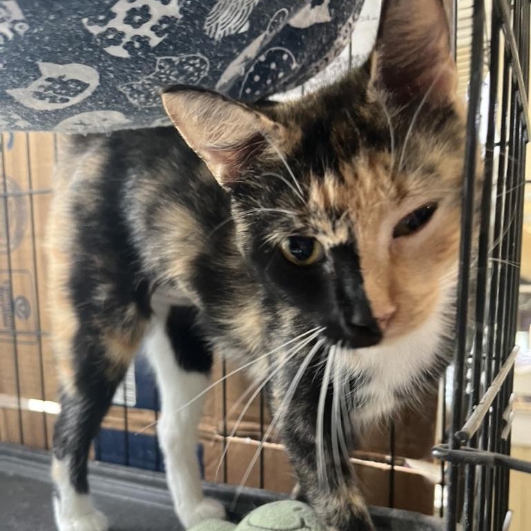 Enlarge Dahlia, a Adopted Domestic Short Hair in Hammond, LA image 4/5