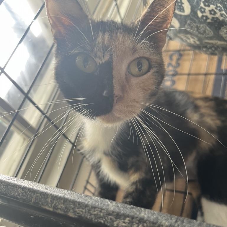 Dahlia, Adopted, Young Female Domestic Short Hair.