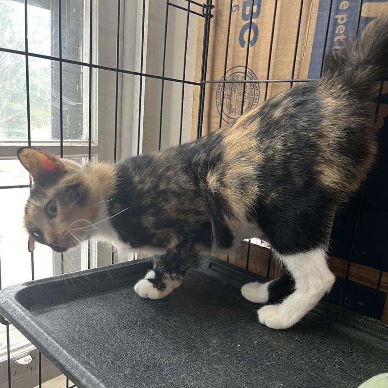 Enlarge Dahlia, a Adopted Domestic Short Hair in Hammond, LA image 5/5