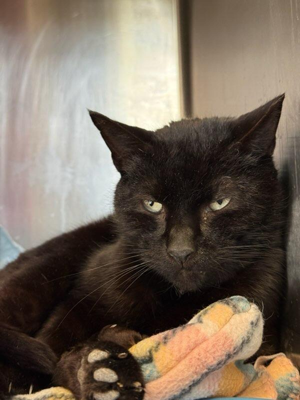 2026-34 Luthor, Adoptable, Young Male Domestic Short Hair.