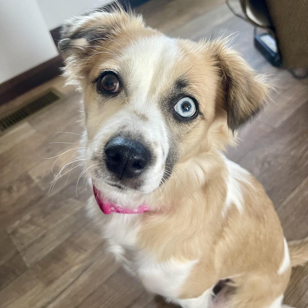 Penny Lane, Adoptable, Young Female Chihuahua & Mixed Breed.