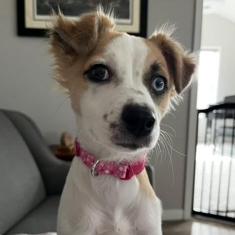 Penny Lane, a Adoptable mixed breed in Alma, WI image 1/6