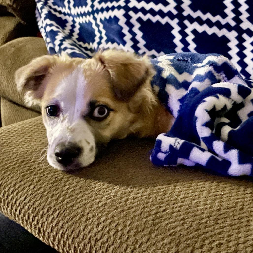 Penny Lane, a Adoptable mixed breed in Alma, WI image 2/6