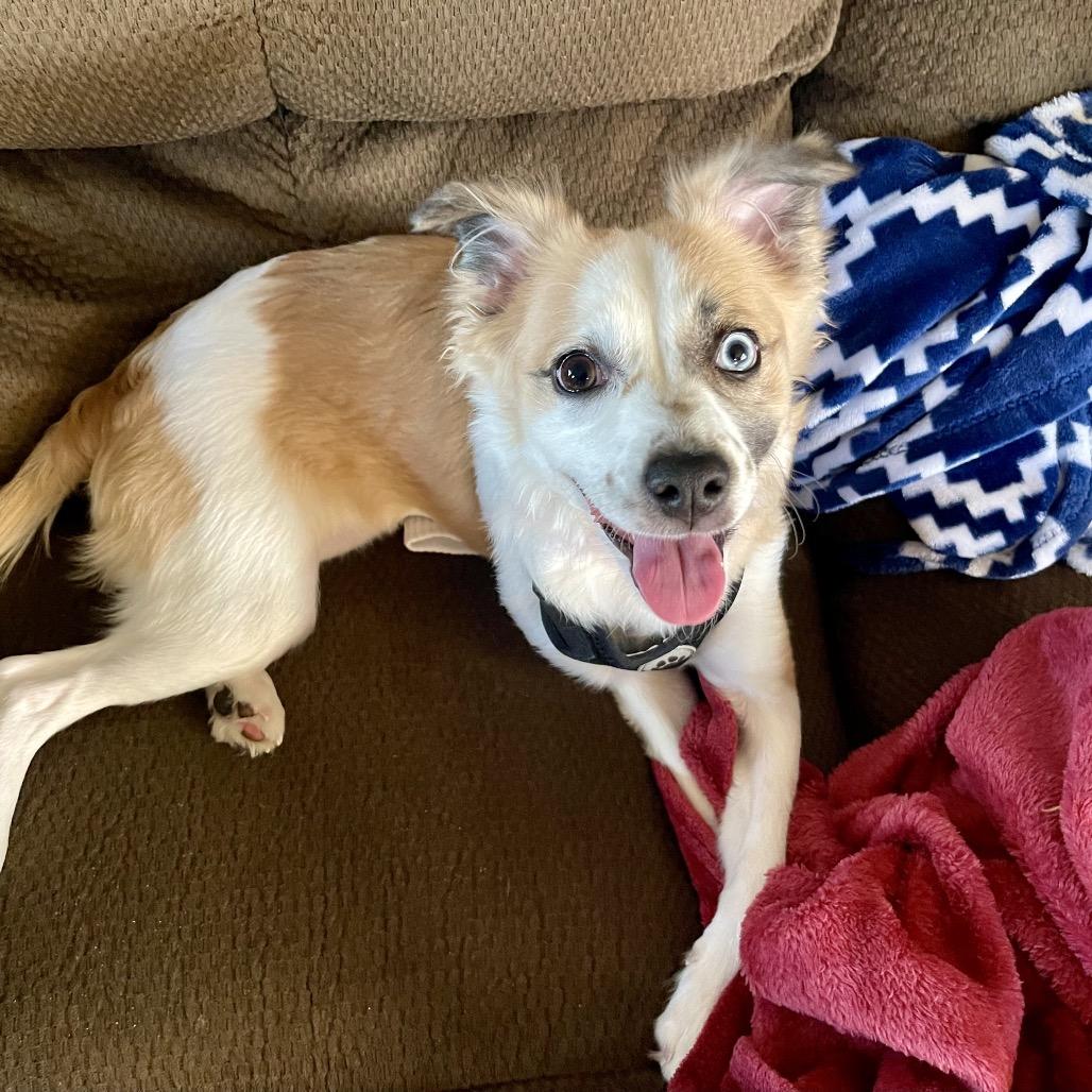 Penny Lane, a Adoptable mixed breed in Alma, WI image 2/6