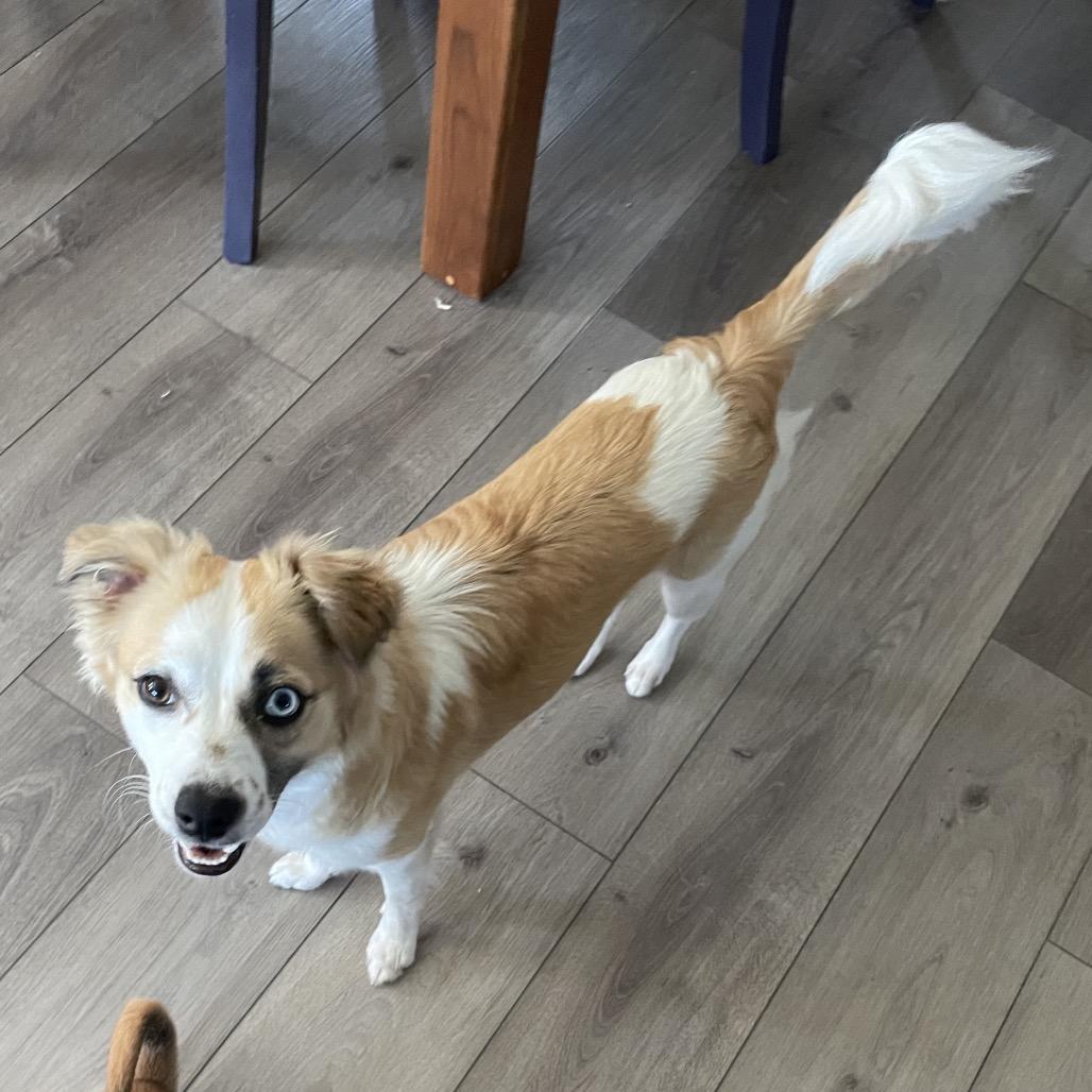 Penny Lane, a Adoptable mixed breed in Alma, WI image 5/6