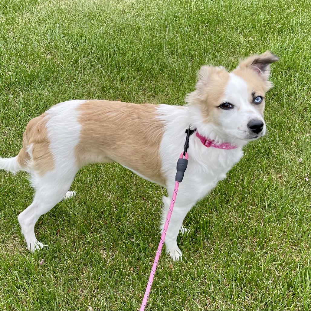 Penny Lane, a Adoptable mixed breed in Alma, WI image 3/6