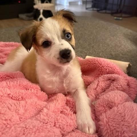 Penny Lane, a Adoptable mixed breed in Alma, WI image 4/6
