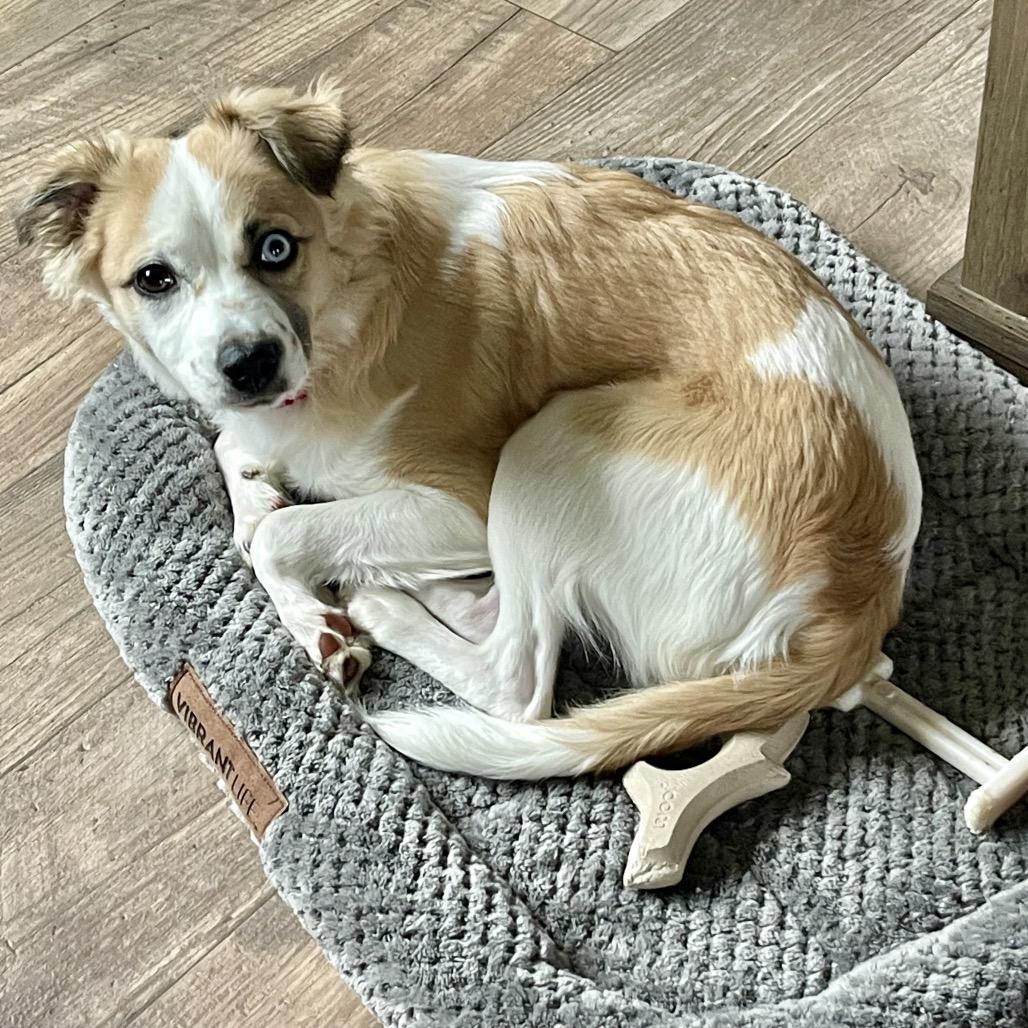 Penny Lane, a Adoptable mixed breed in Alma, WI image 6/6