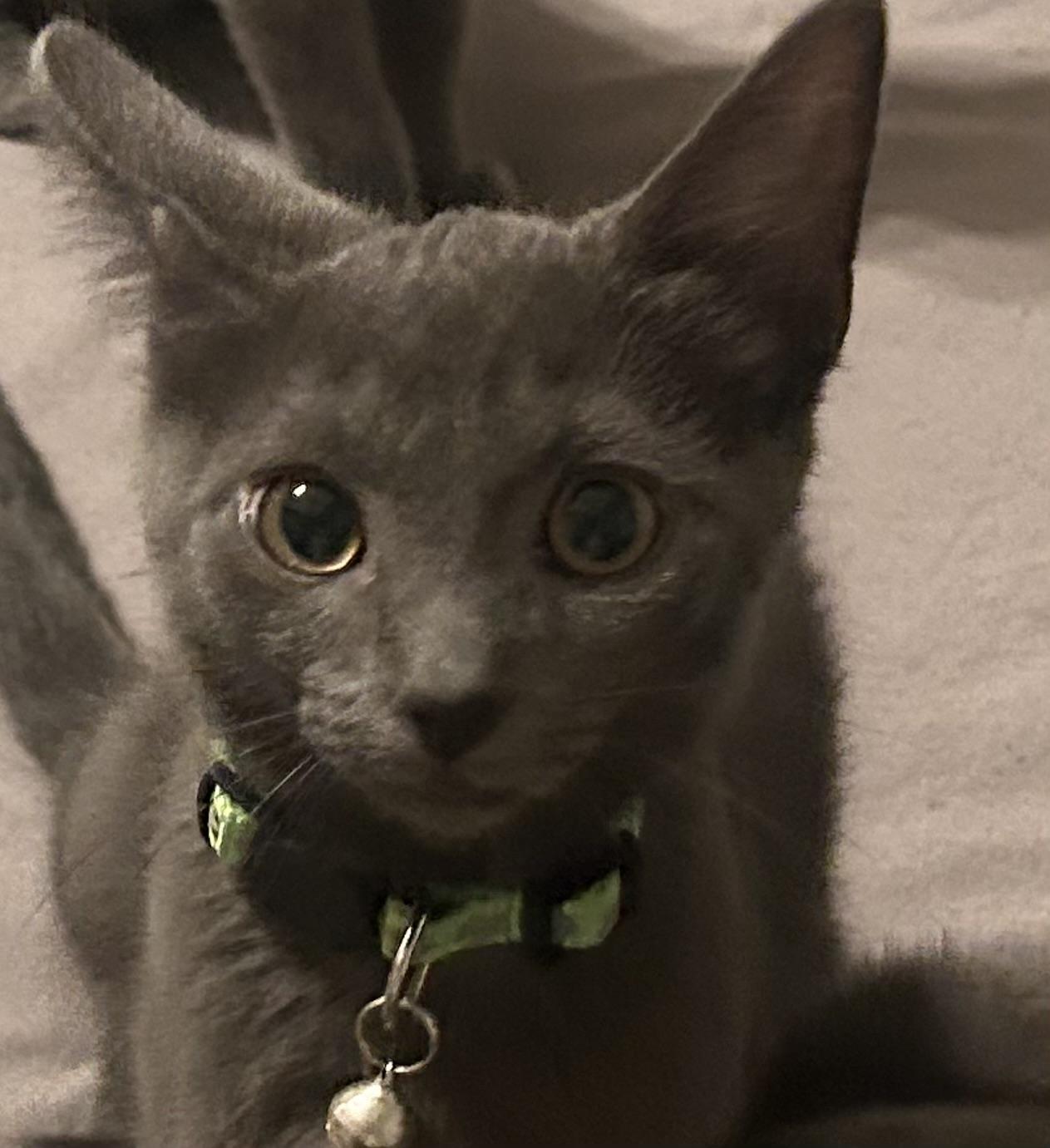 Mr. Burns thumbnail 4