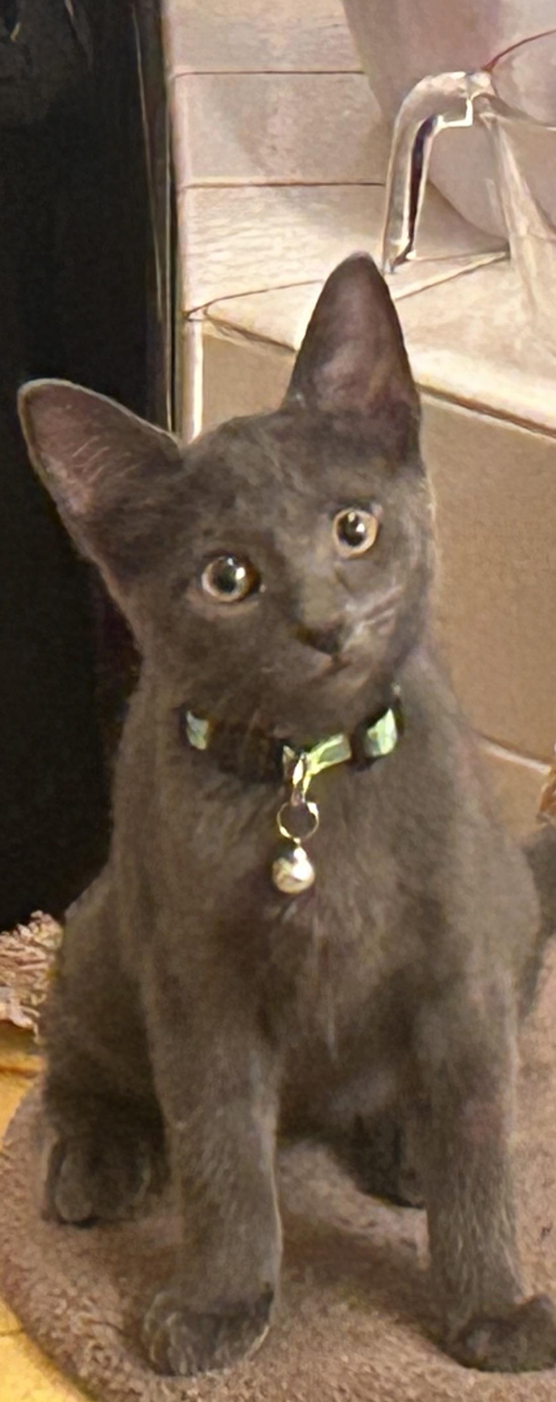 Mr. Burns thumbnail 5