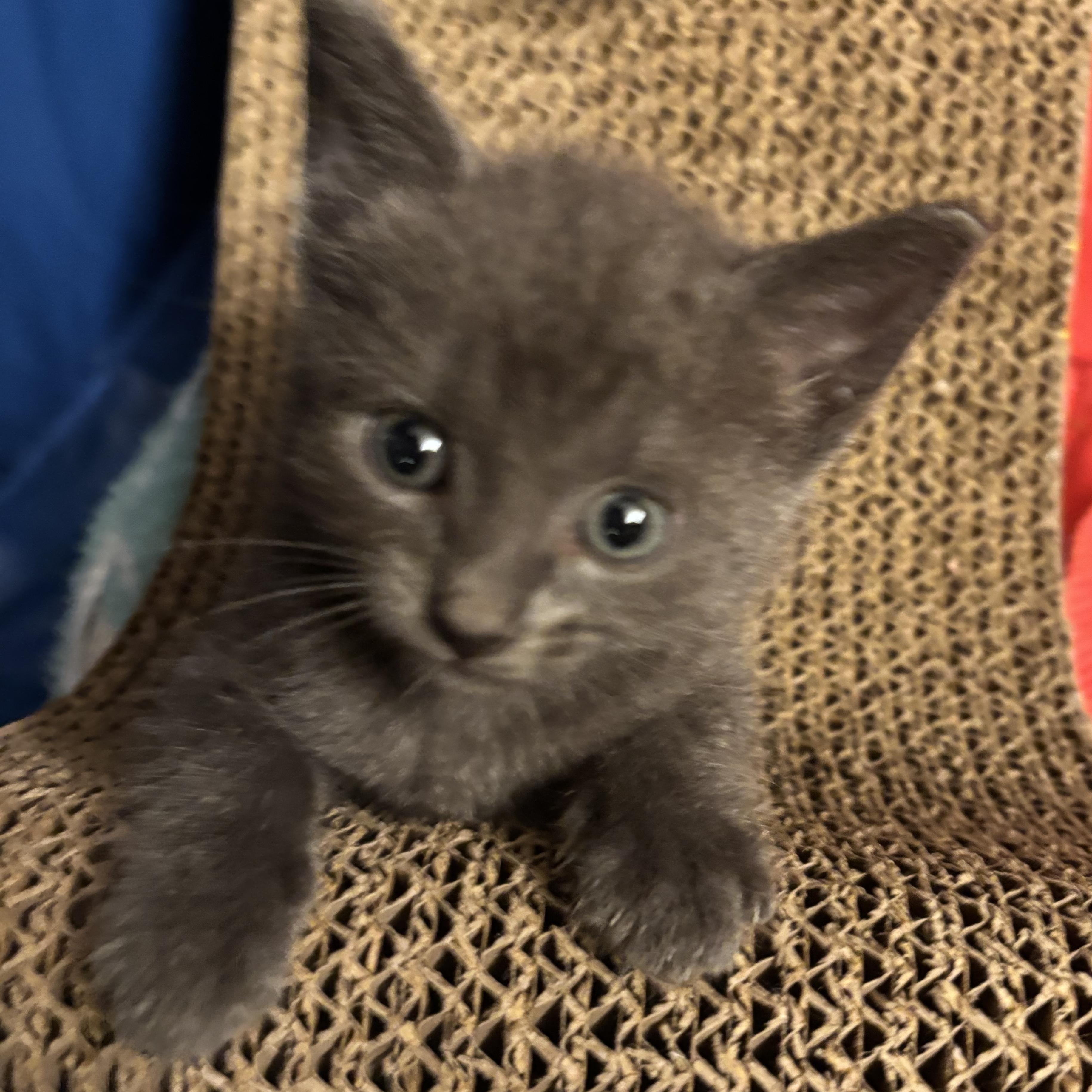 Mr. Burns thumbnail 6