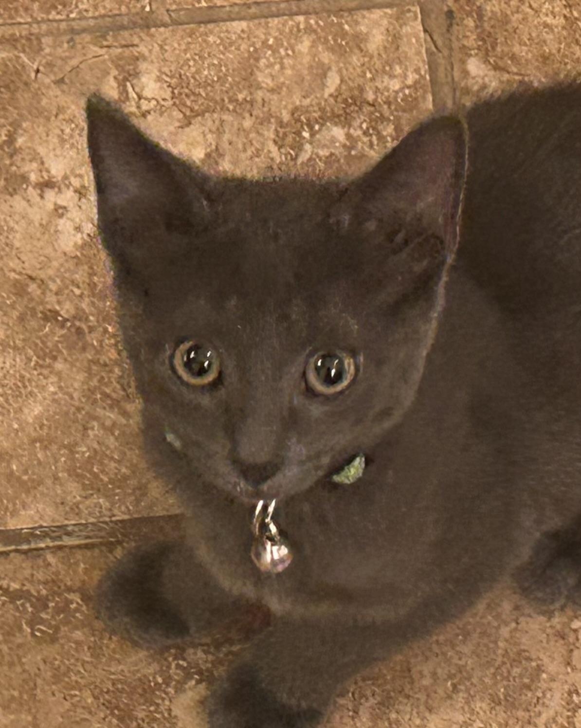 Mr. Burns thumbnail 7