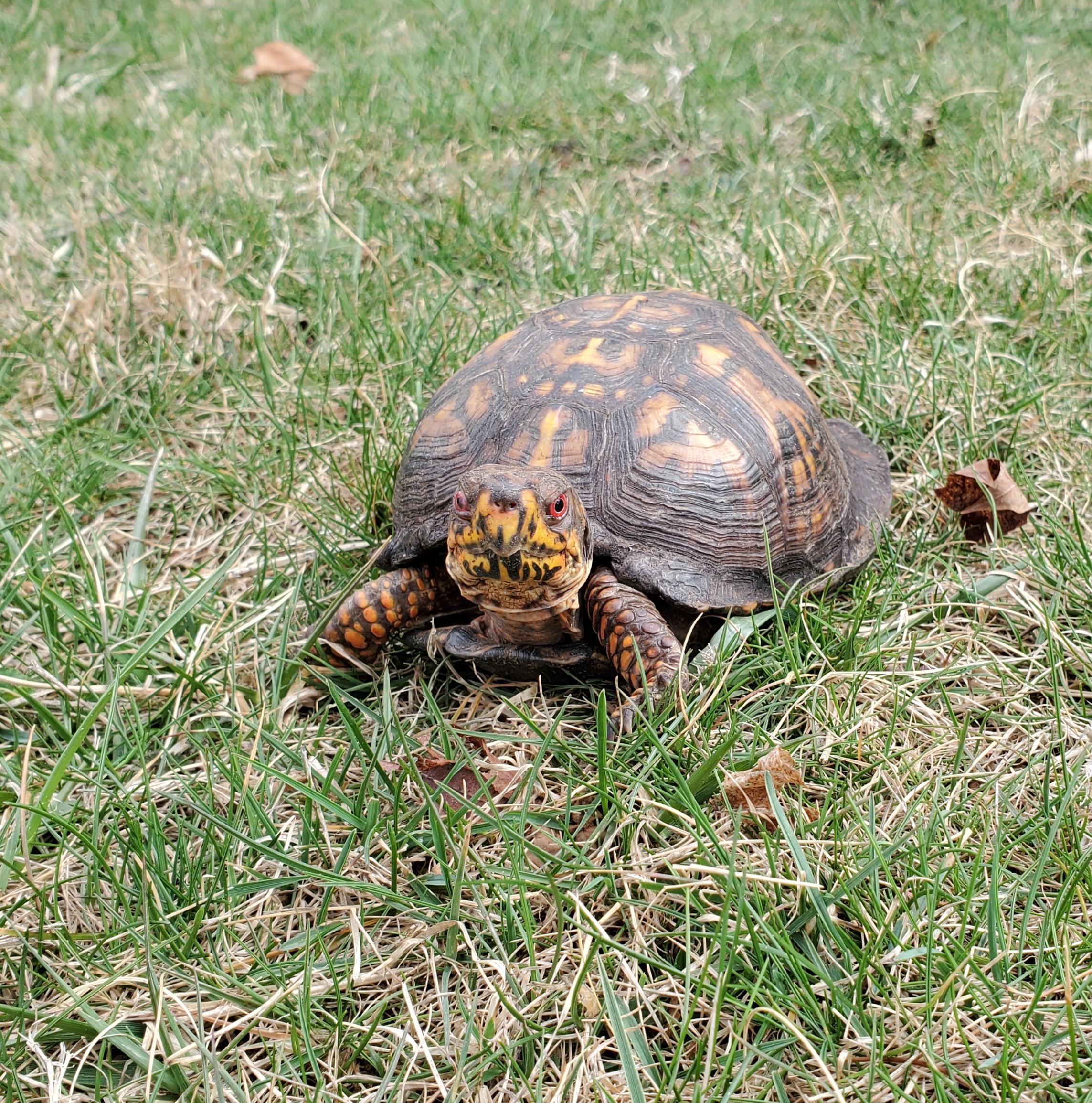 José E. Box Turtle, a Adopted Eastern Box in Baltimore, MD image 2/5