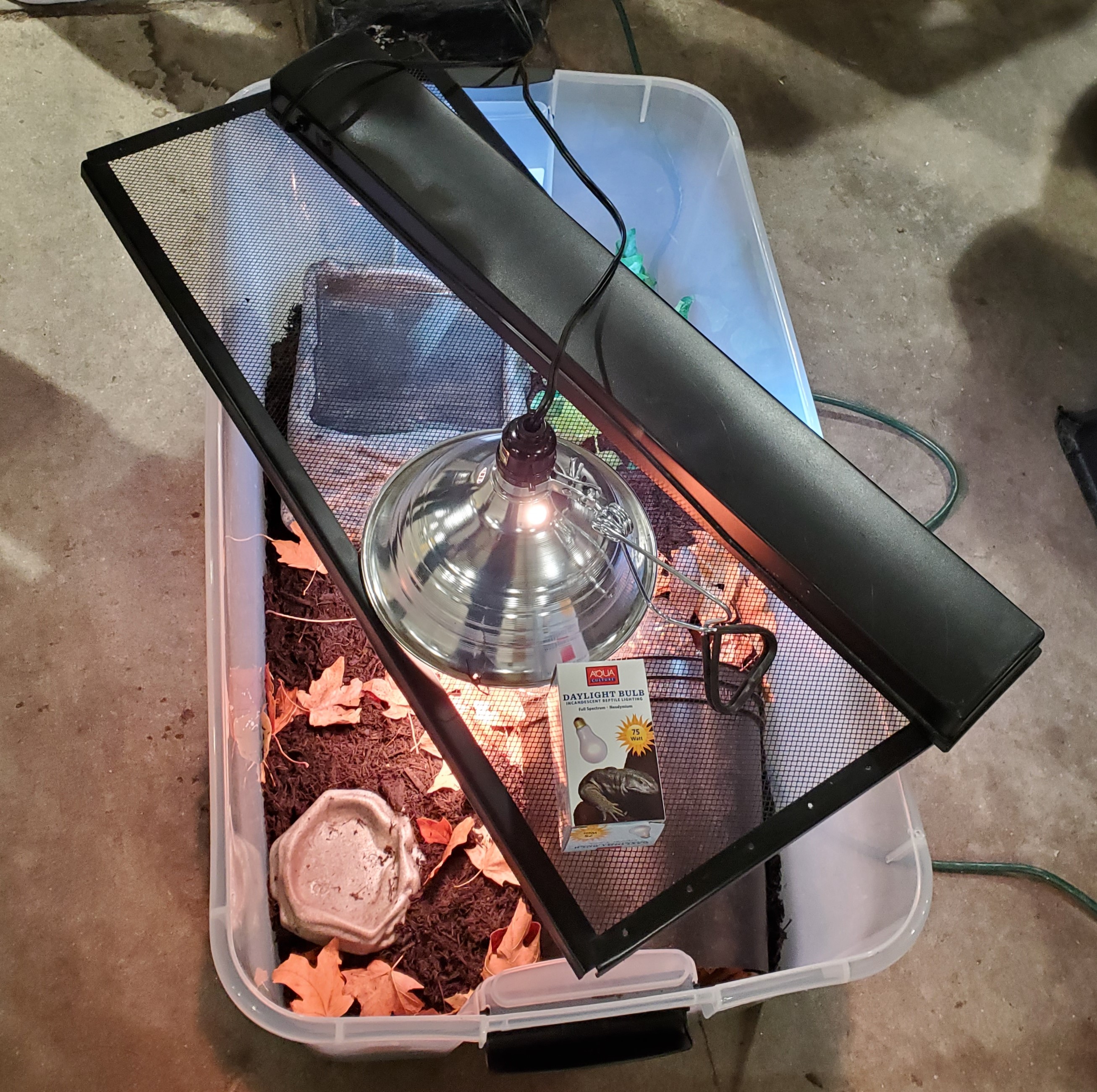 José E. Box Turtle, a Adopted Eastern Box in Baltimore, MD image 4/5