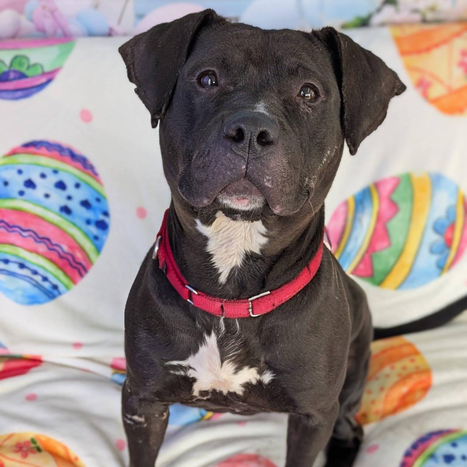 Enlarge Chocolate, a ADOPTABLE Terrier in North Syracuse, NY image 1/1