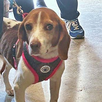Lady, Adult Female Beagle