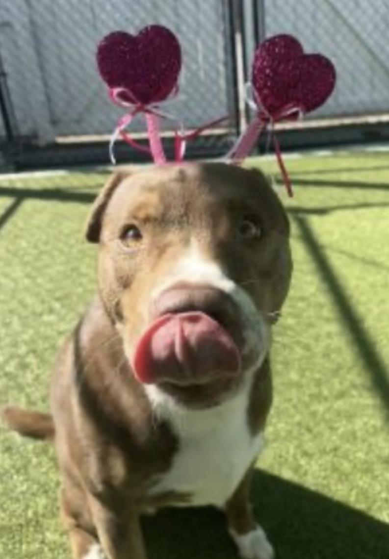 Enlarge Mo, a Adoptable mixed breed in Atlanta, GA image 2/6