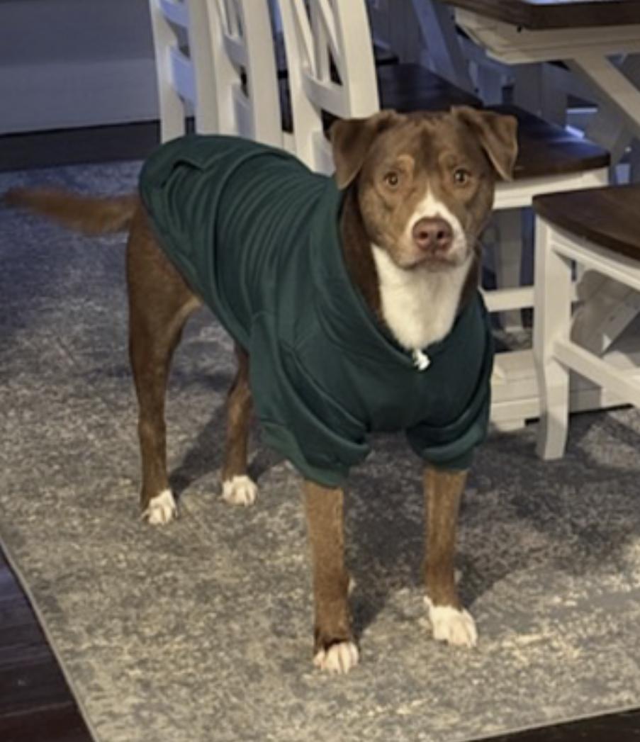 Enlarge Mo, a Adoptable mixed breed in Atlanta, GA image 4/6