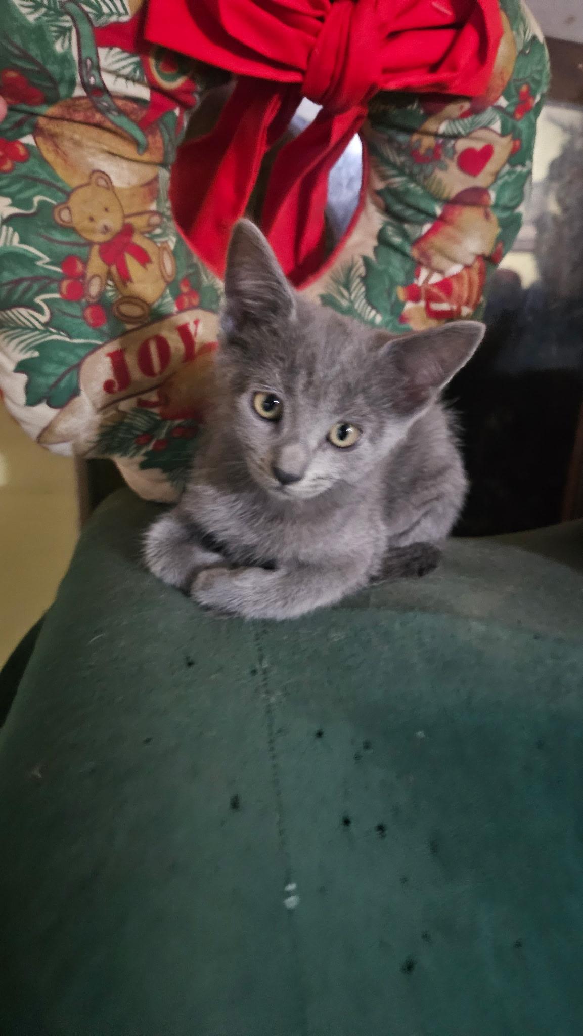 Plum, ADOPTABLE, Kitten Female Domestic Short Hair.