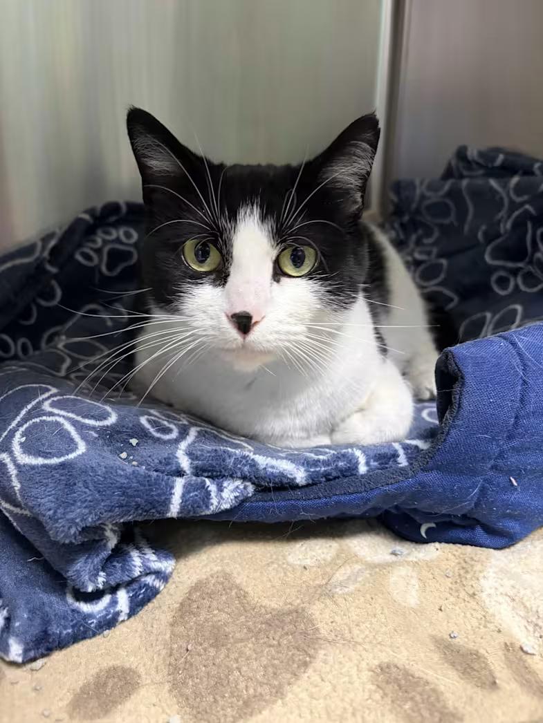 Betty, adoptable, Adult Female Domestic Short Hair & Tuxedo.