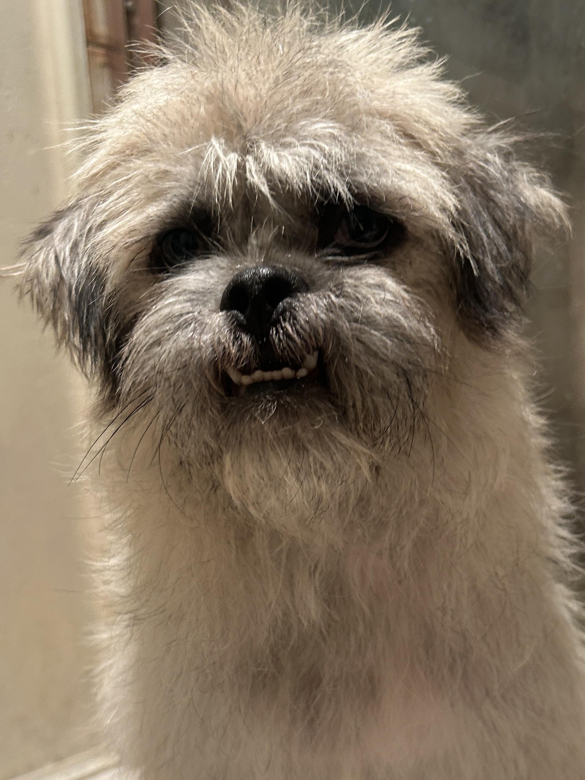 CHARLIE, Adult Male unknown