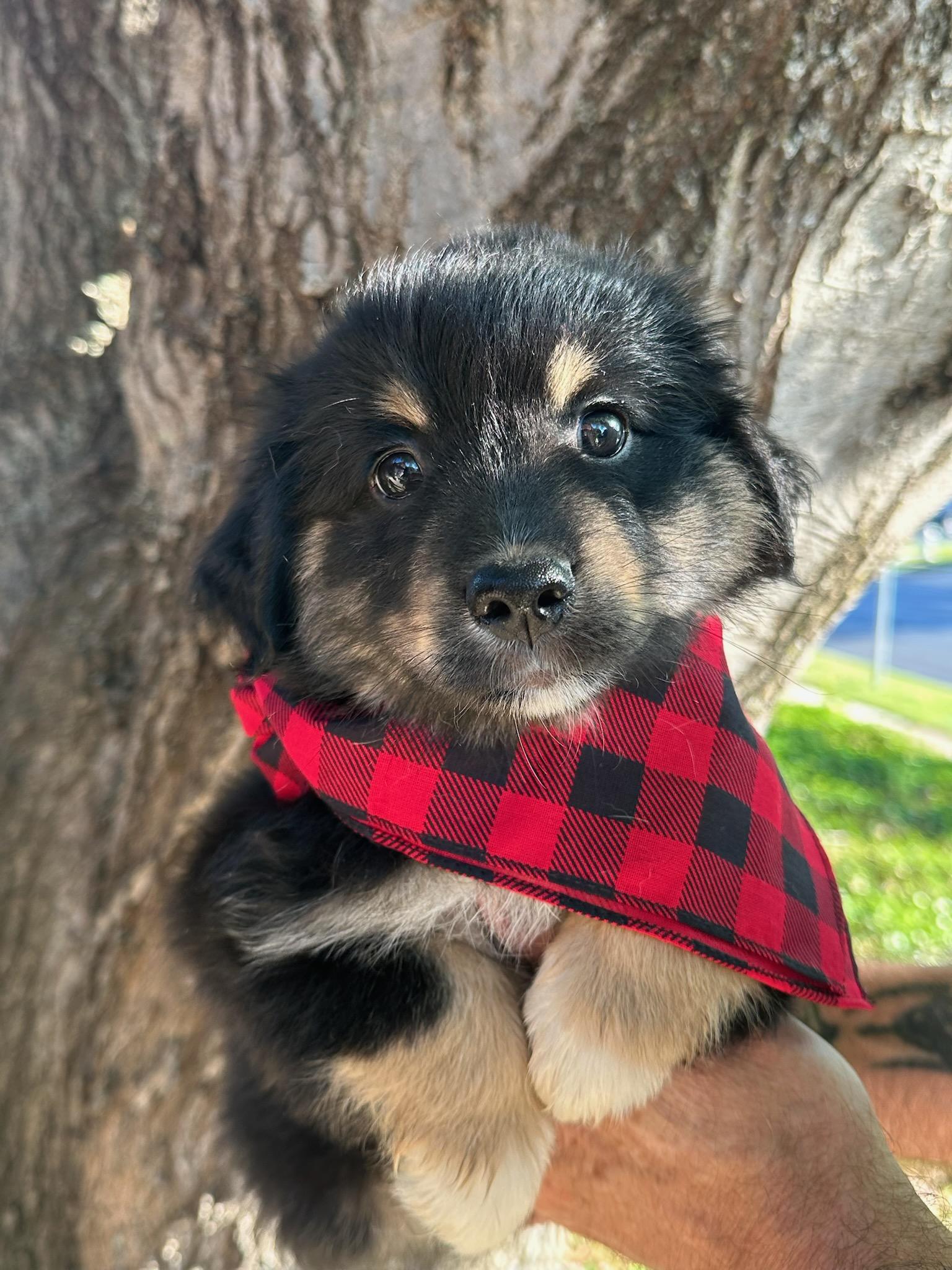 RJ (Riley Junior) ***Courtesy Posting***, Adopted, Puppy Male Australian Shepherd.
