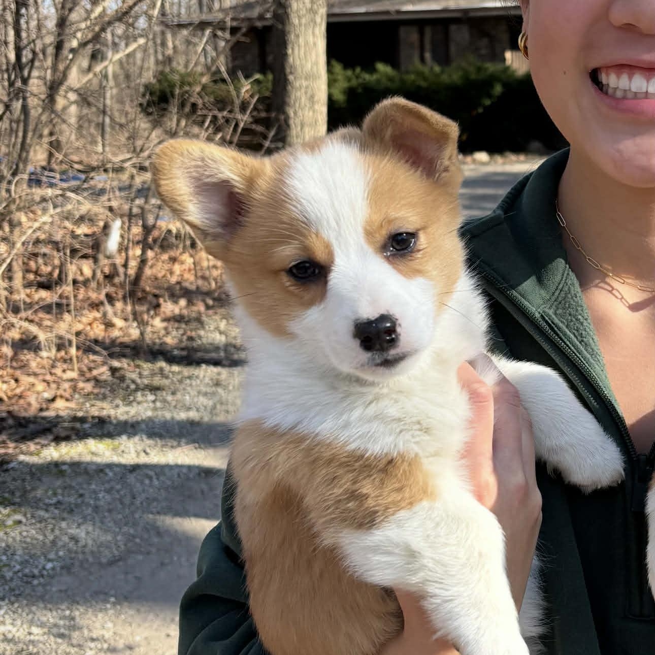 Enlarge Ellie, a ADOPTABLE Corgi in Homer Glen, IL image 4/6