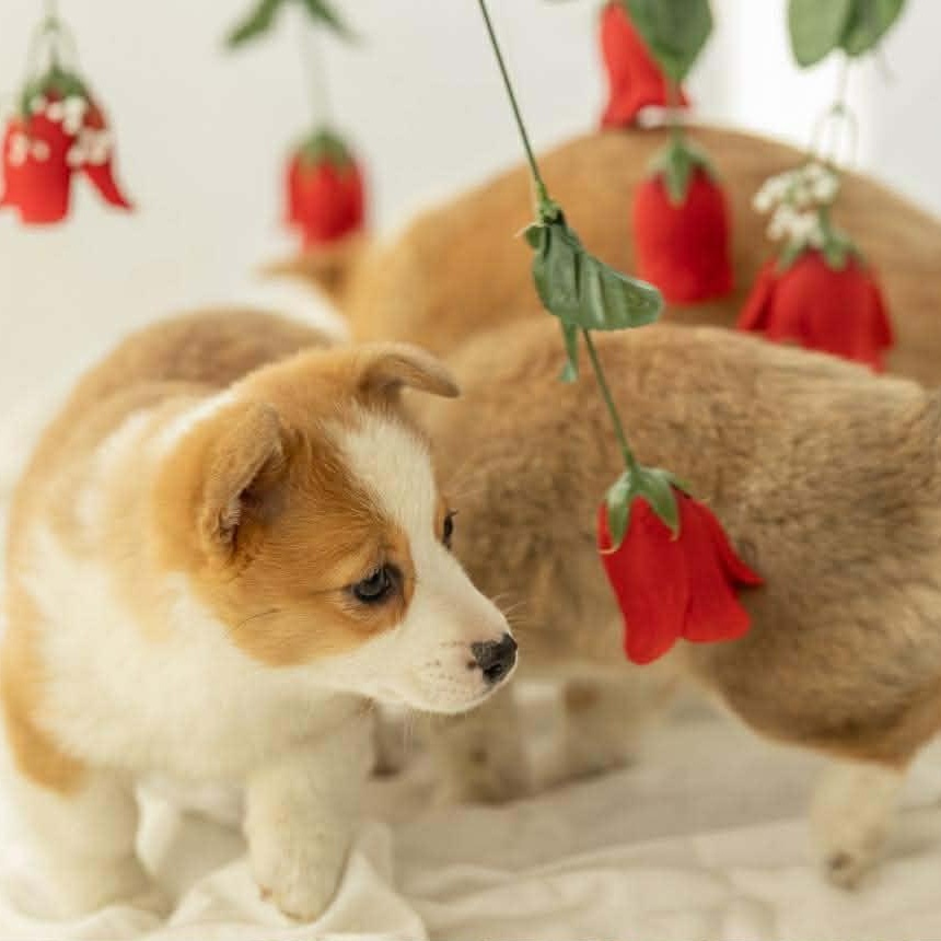 Enlarge Ellie, a ADOPTABLE Corgi in Homer Glen, IL image 3/6