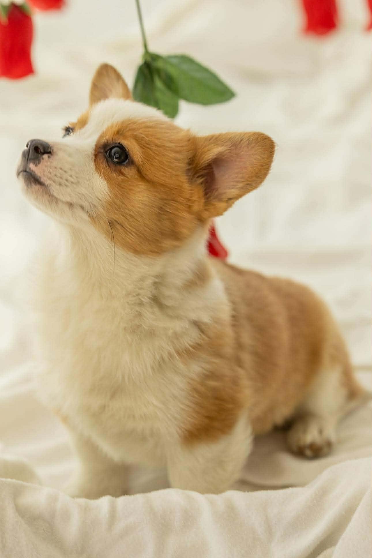 Enlarge Ellie, a ADOPTABLE Corgi in Homer Glen, IL image 5/6