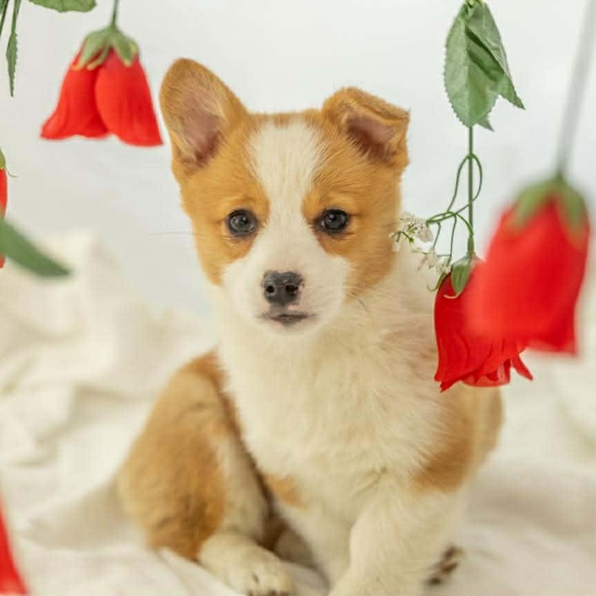 Ellie, ADOPTABLE, Puppy Female Corgi.