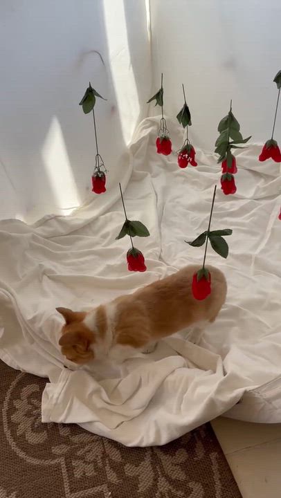 Enlarge Ellie, a ADOPTABLE Corgi in Homer Glen, IL video 6/6