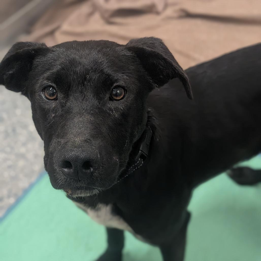 Enlarge Brewer, a Adoptable mixed breed in Prairie du Chien, WI image 1/1