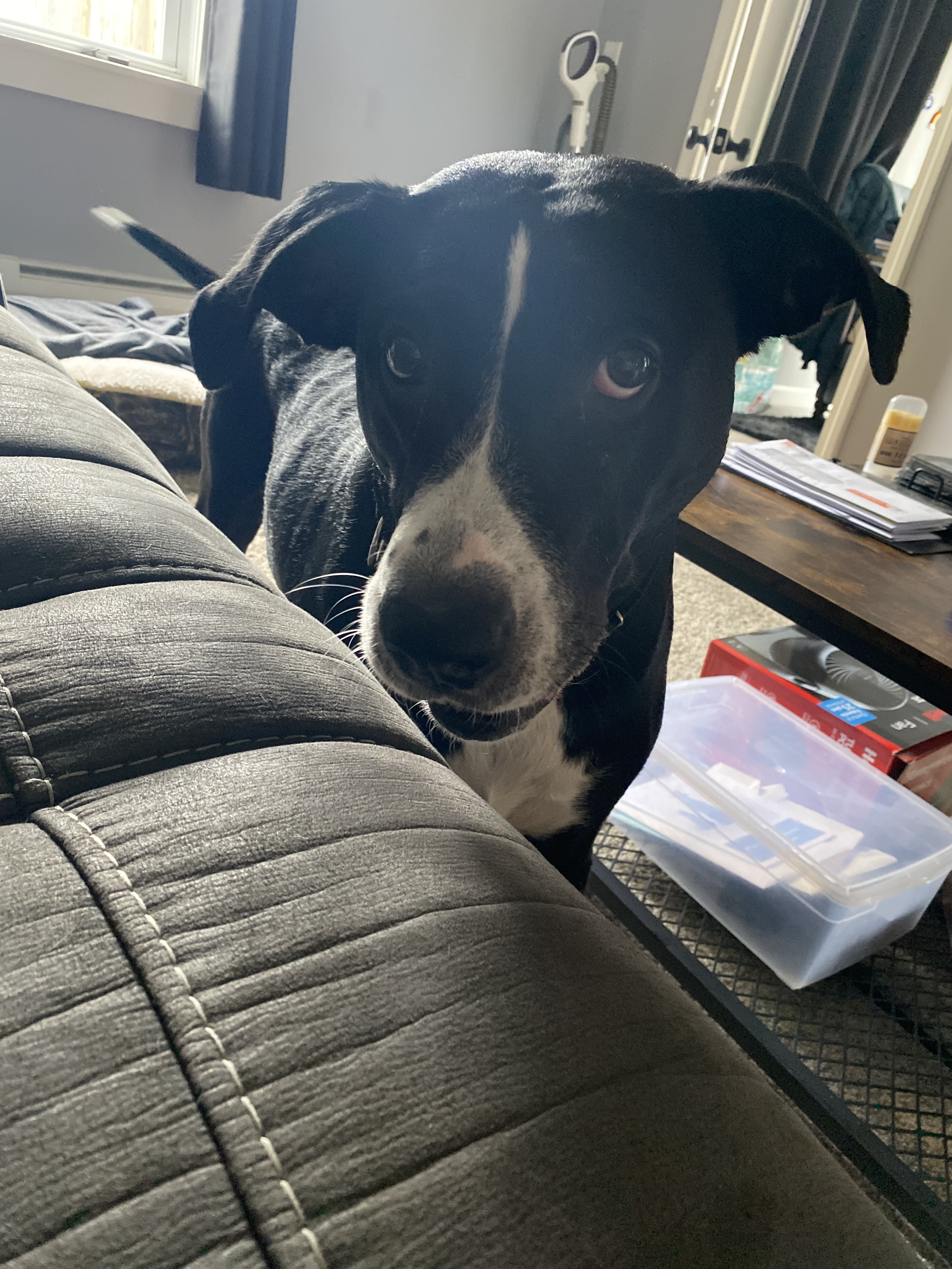 Callie, a Adoptable Mixed Breed in Acushnet, MA image 1/6