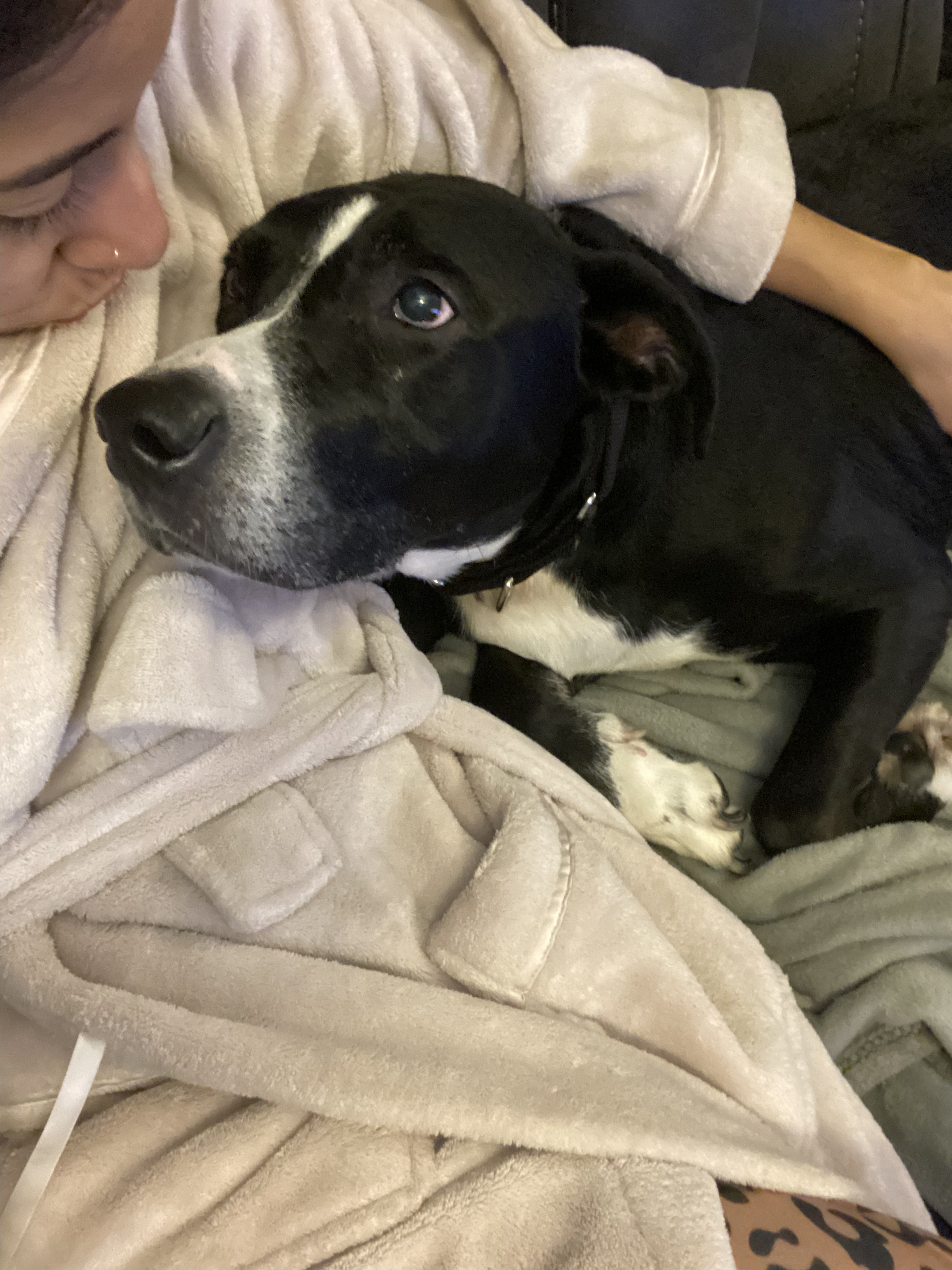 Callie, a Adoptable Mixed Breed in Acushnet, MA image 2/6