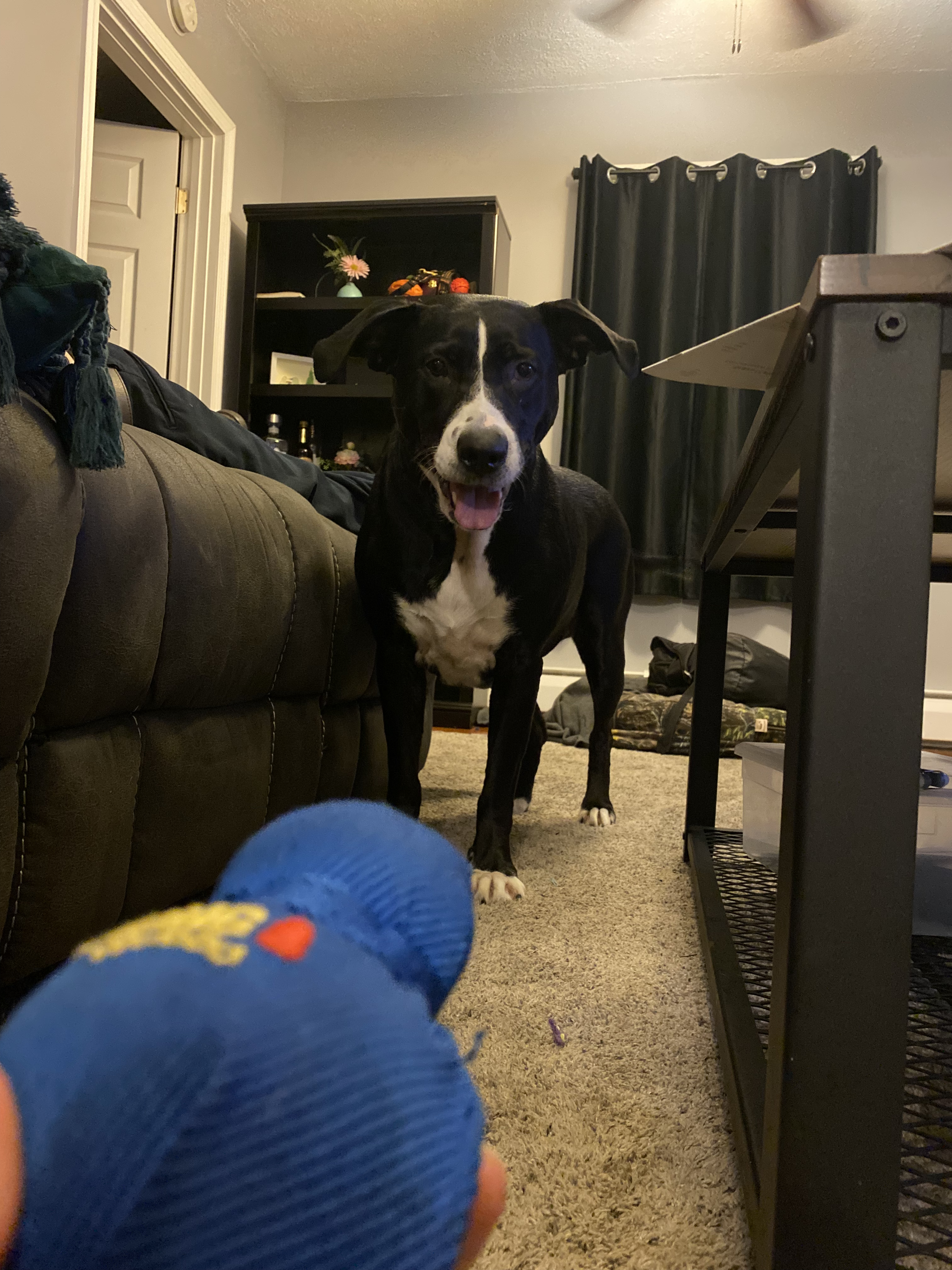 Callie, a Adoptable Mixed Breed in Acushnet, MA image 3/6