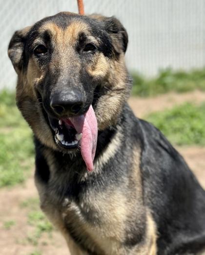 Carmen 88953, Adoptable, Adult Female German Shepherd Dog.