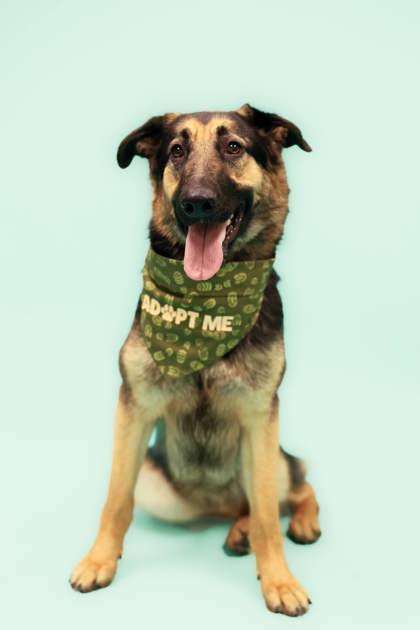 Carmen 88953, a Adoptable German Shepherd Dog in Spanish Fork, UT image 2/2