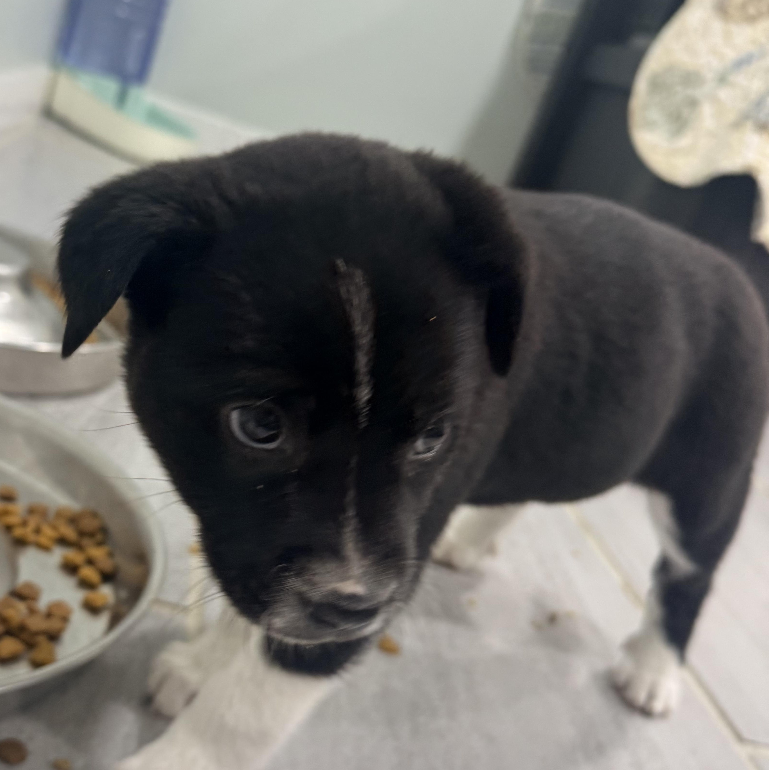 Miracle, a ADOPTABLE mixed breed in Copiague, NY image 5/5