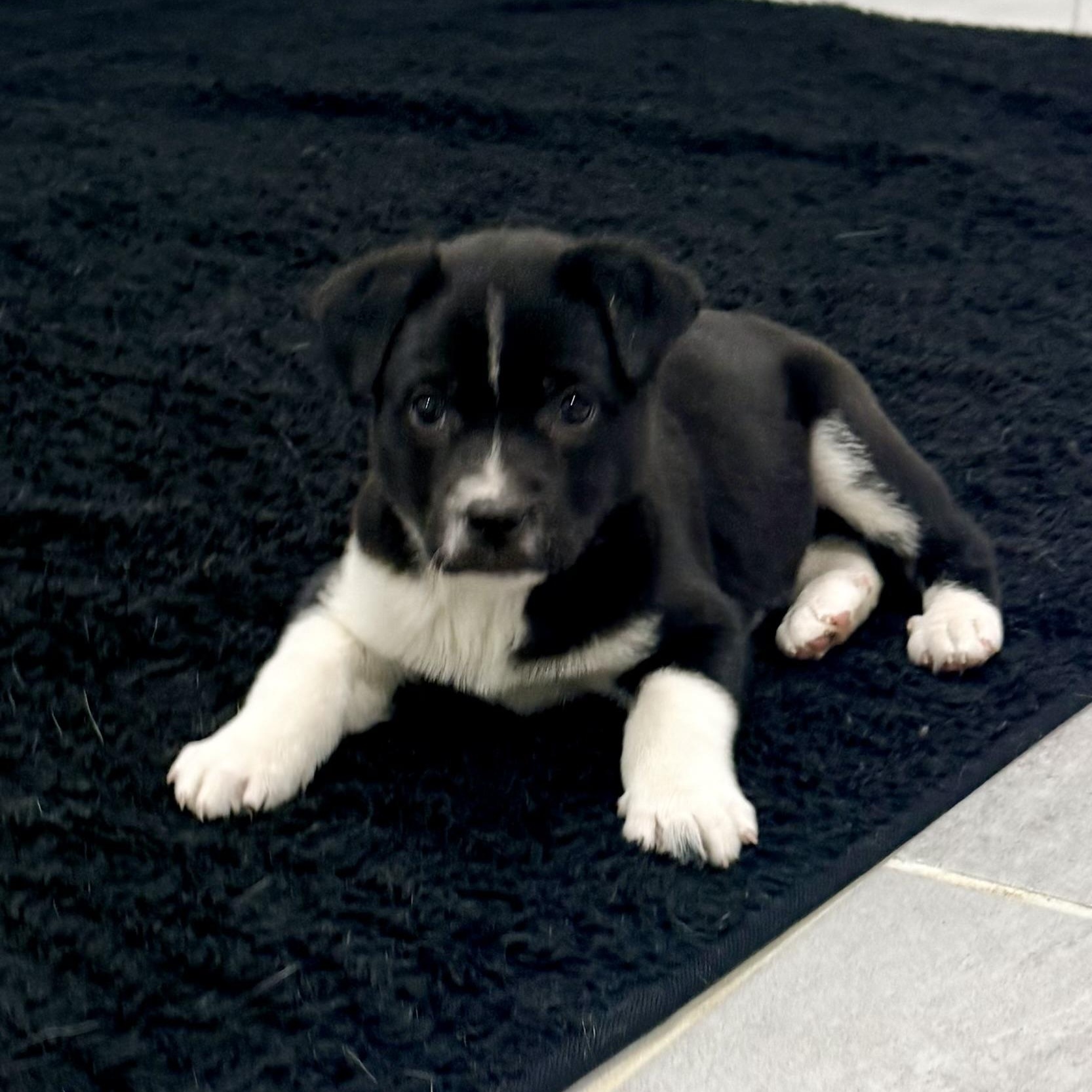 Miracle, a ADOPTABLE mixed breed in Copiague, NY image 3/5