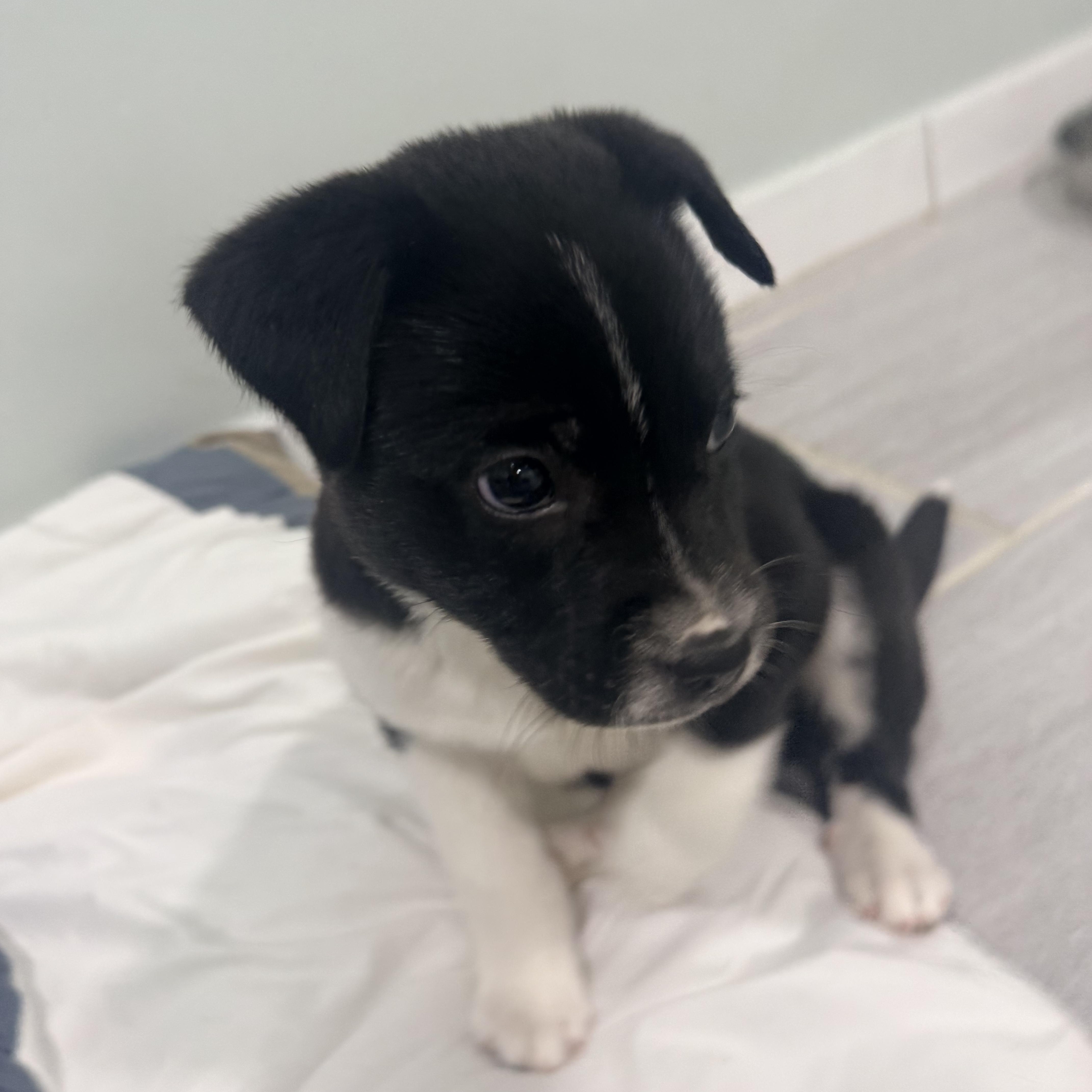 Miracle, a ADOPTABLE mixed breed in Copiague, NY image 4/5