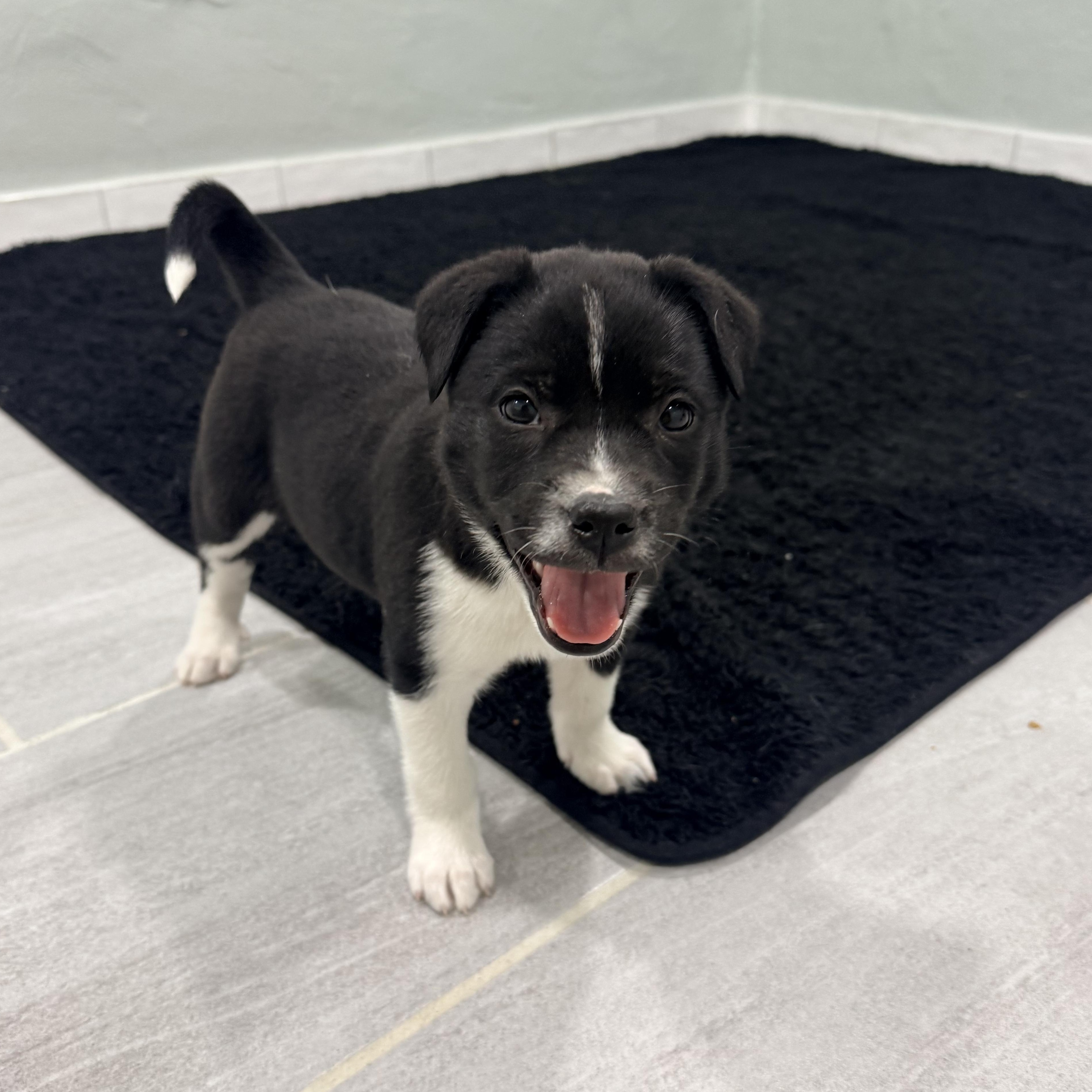 Miracle, a ADOPTABLE mixed breed in Copiague, NY image 2/5